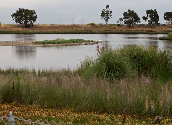 美索不達米亞沼澤